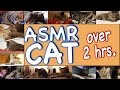 ASMR Cat - Super Compilation - 150 min.