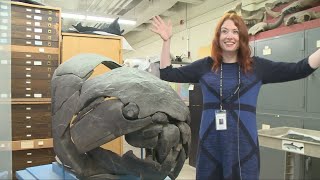 The Dunkleosteus Debate Is A Fish Story 360 Million Years In The Making