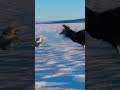 Musk Ox Defense: Brutal Back Kick Flings Arctic Wolf