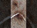 Million Red Ant eating foods