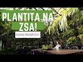Plantita na ZSA: Orchid & Birds by Zsa Zsa Padilla