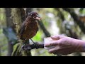 MAN FEEDS GIANT ANTPITTA BY HAND!