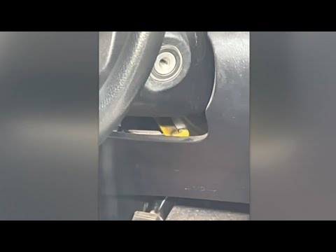 Driver’s narrow escape as tiger snake slithers up her leg