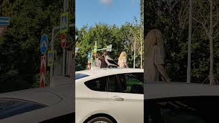 ворона смотритель #животные #ворона #