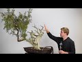 Creating a Juniper Bonsai from Yamadori material