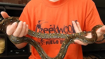 8 Month Old Super Dwarf and Dwarf Reticulated Pythons