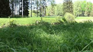 3 hours! Singing, summer pond Nightingale singing Sounds of nature Frogs in the pond by Звуки природы Павел Relaxik 1,119 views 8 months ago 3 hours, 1 minute