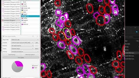 GAT: Analysing multiple markers in QuPath using object classifiers