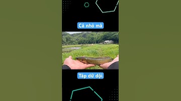 Cá lóc nhỏ mà táp nhanh như sét|câu cá lóc.! #caucaloc #cauca #caulure #fishing #caucagiaitri