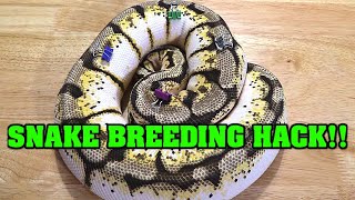 Snake Breeding HACK Simple way to track monitor and save time at a GLANCE
