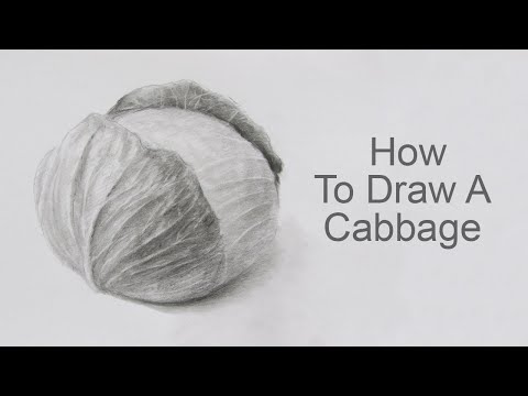 How To Draw A Cabbage Step By Step:  Pencil Sketch Cabbage Drawing