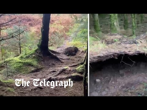 Forest floor in Scotland appears to ‘breathe’ as Storm Babet winds lift roots