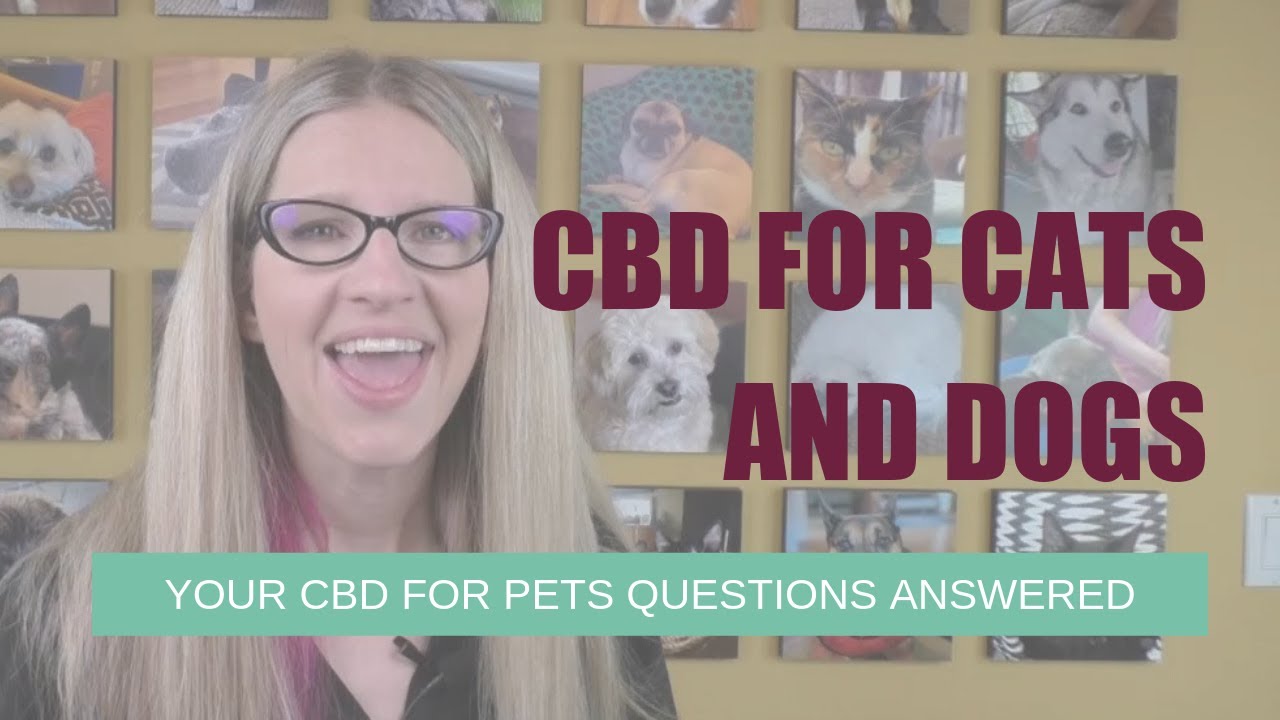 Your CBD Pet Questions Answered | Ask Dr. Angie