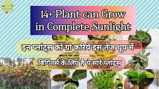 Best Houseplant can Grow in Summer | इस तेज़ गर्मी में ग्रो करिये इन् खूबसूरत प्लांट्स को by Krishyel's Green Life 40 views 1 day ago 10 minutes, 21 seconds