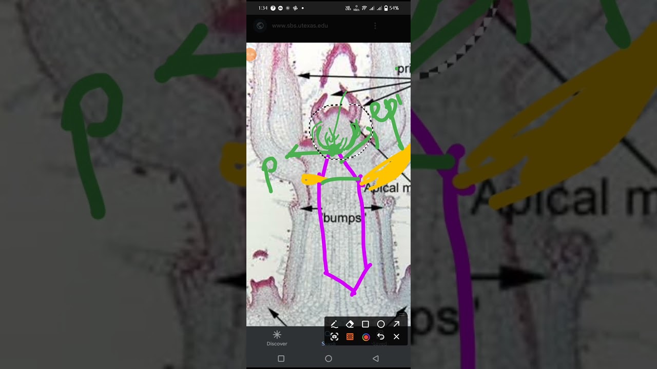 Monocotyledonous and  Dicotyledonous embryo structure