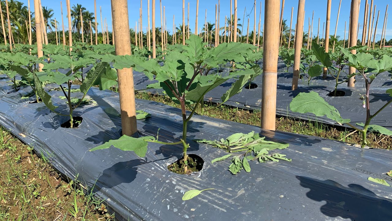 Y pruning ano ang advantage sa magtatalong? (Calixto F1)