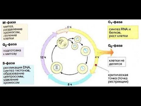 Шпаргалка по биохимии. Как регулируется клеточный цикл?
