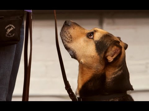 Vídeo: Como ensinar seu cão a 