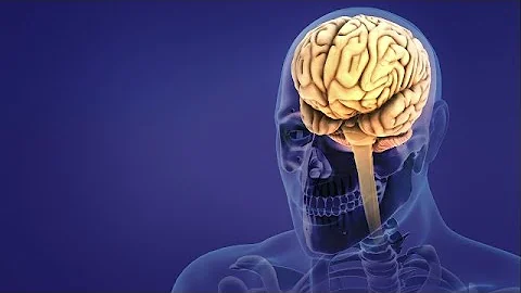 Human nervous system brain anatomy | stock footage | stock video | Cinefootage