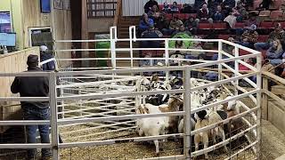 Lambs and Kids Headed to the Sale