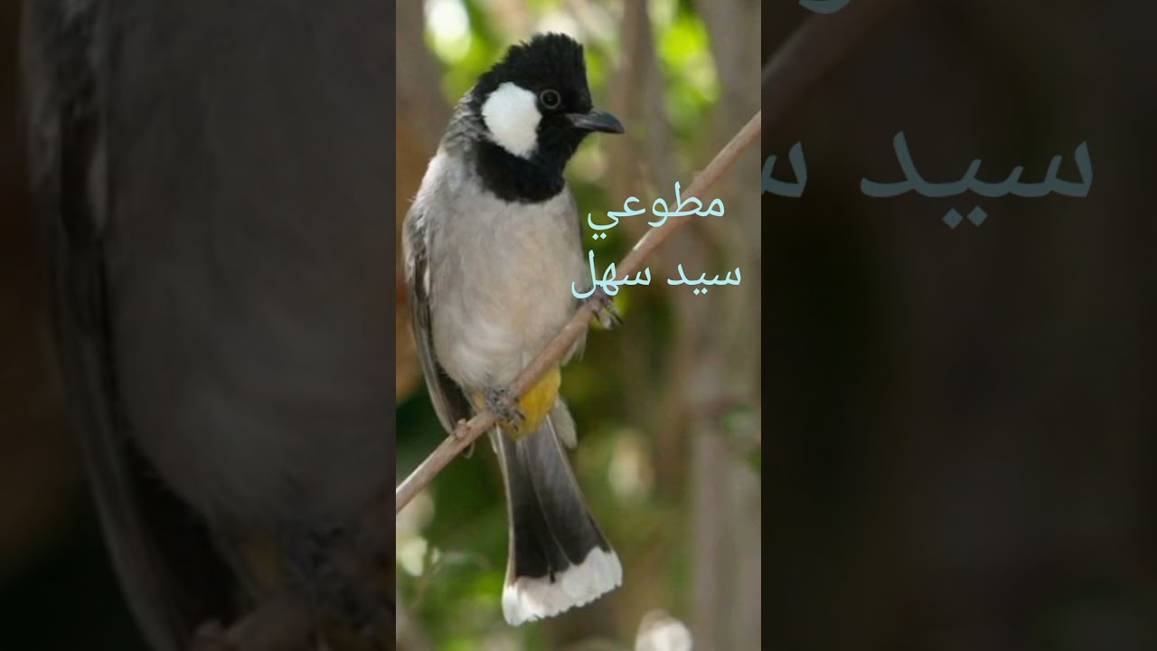 احد بلابل تراث الفاو مطوعي 