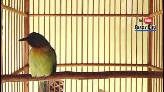 Burung kinoi jantan ngeriwik.... terapi air mengali @faxxybird