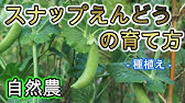 10 家庭菜園 春まき スナップエンドウを育てる 種まき 2月 発芽 間引き作業 プランター栽培 Youtube 10 家庭菜園 春まき スナップエンドウを育てる 種まき 2月 発芽 間引き作業 プランター栽培 Youtube