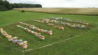 Опыление гречишных полей в Кемеровской области. Увеличение урожая. Лето 2023