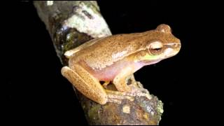 Frog Calls (Queensland)