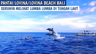 PANTAI LOVINA/LOVINA BEACH|| Serunya Melihat Atraksi Lumba-lumba di Tengah Laut
