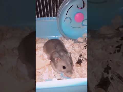 có ai nhà nuôi chuột hamster giống mình khum ?