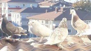 Download lagu Neden video gelmiyor güvercinleri saldık Neden video gelmiyor güvercinleri saldık