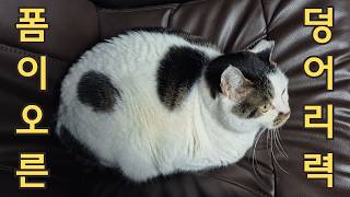 고씨와 릴리의 새집 적응기