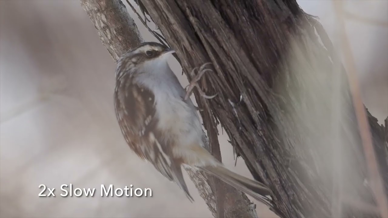 Brown Creeper - YouTube