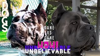 Unbelievable Mass Breed Dogs  Giants in Action #dogs #dogsbreeds #unbelievabledogs