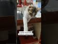 Kittyyyyyyyy #kitty #catvideos #kucinganggoralucudanimut #fypシ #videolucu #funny #kucinglucu #fyp