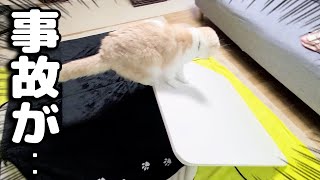 仕事をしてると大きな物音がしたので駆け付けると猫が...