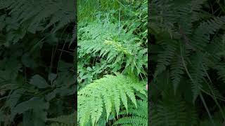 forest birds singing at dusk 🐦⬛🌿 #nature #birdsong #naturesounds #plants #relaxing #wildlifesounds