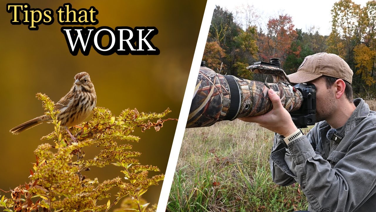 9 Tips to Improve Bird Photography | Understanding Settings, Gaining Focus, and Composition