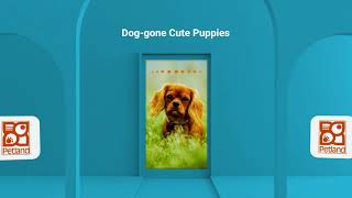😀Find The Source of Happiness at Petland Knoxville