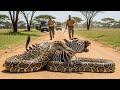 Giant Python Wraps Around Zebra, You Won't Believe What These Rangers Did Next!