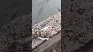 young dead Crocodiles are feeding to large Crocodiles Resimi