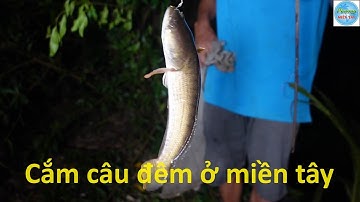 1149 | Cắm câu cá lóc bằng mồi nhái | Fishing