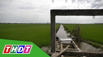 Xã Tam Nông bơm tiêu úng bảo vệ 5.700 ha lúa Thu Đông | THDT