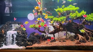 The Beauty Of Colorful Fish In The Aquarium