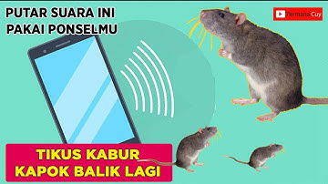 Terbukti !!! 100% Suara Pengusir Tikus Paling Ampuh