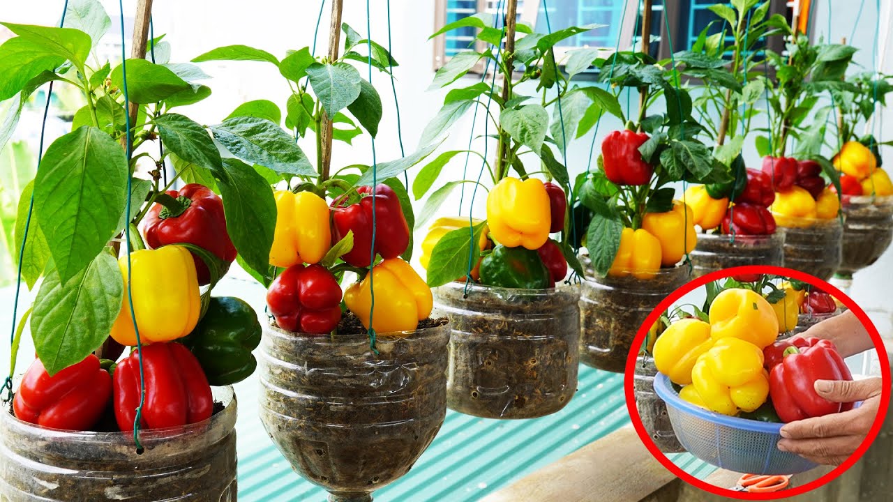 Great Way To Grow Chili On Balcony