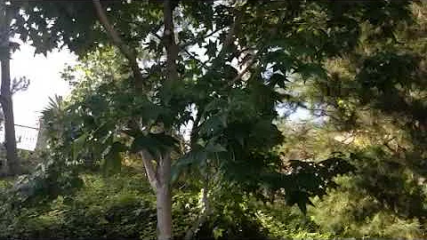 Japanese navel tree