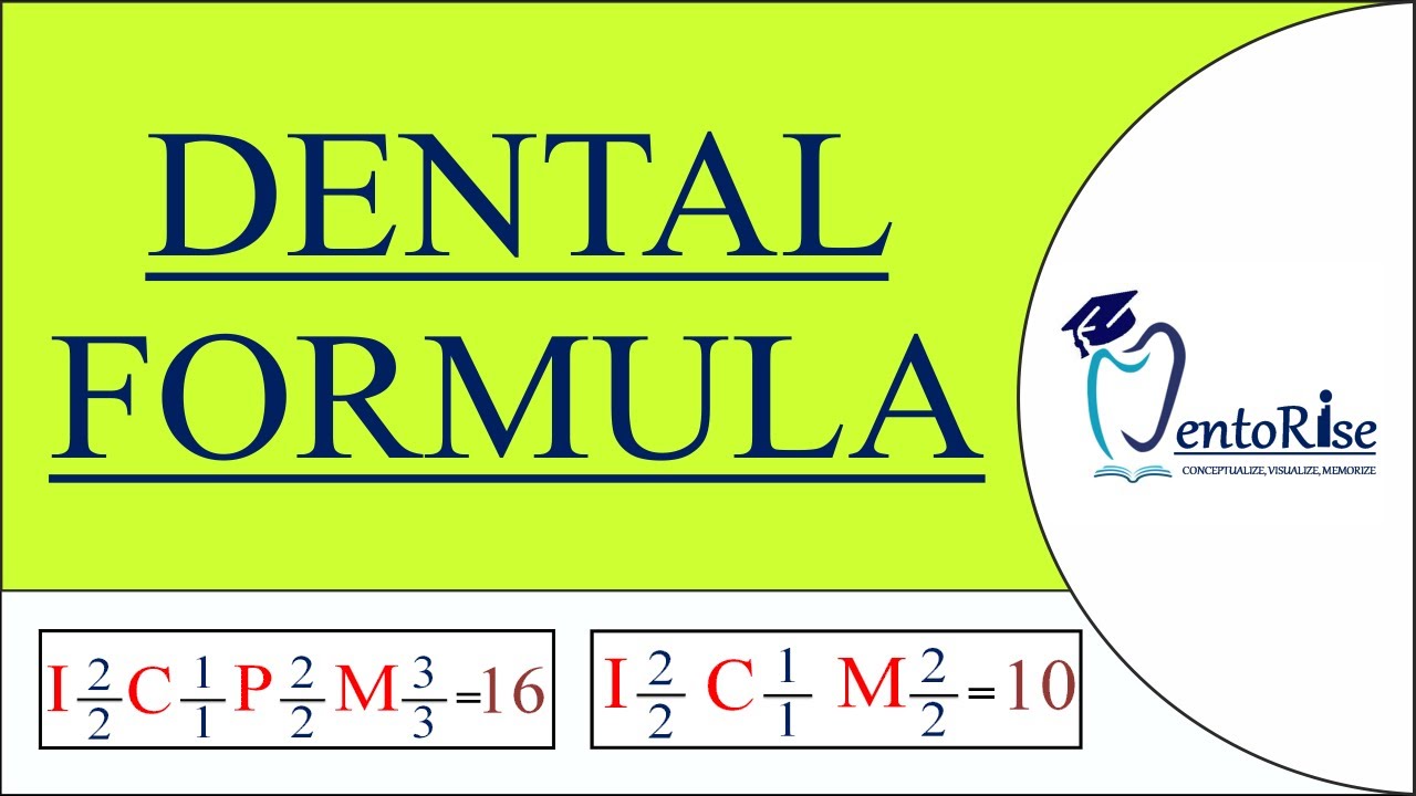 Dental formula of Human teeth What is Dental formula Primary and