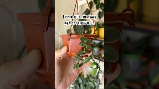 Hoya Serpens tips appreciated!